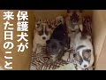 野犬として保護された子犬を４匹引き取りました。当日の様子です。