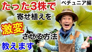 【ポイントここだけ】ペチュニアを３株で極上に飾る寄せ植え作ります　【カーメン君】【園芸】【ガーデニング】【初心者】