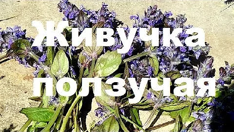 #Живучка #ползучая #Ajuga #reptans. #Лекарственные #свойства.
