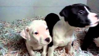 Amer.staffordshire Video 2-12-11 Dogcenter