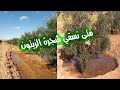 ري شجرة الزيتون متى نسقي شجرة الزيتون 