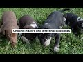 Can Dogs Eat Cherries?