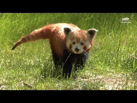 Tierpark Berlin tauft Roter-Panda-Bärchen: Ick bin dann mal Urs