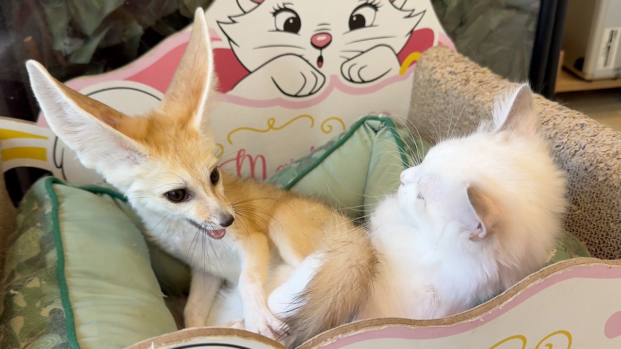 Cats & a Fox Living Together!? Japan’s Rare Animal Cafe!🐈🦊