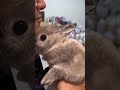 飼い主のアゴが近づくと舐めちゃううさぎ #うさぎ #bunny #かわいい