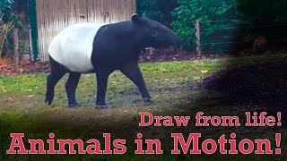 Draw from Life - Animals in Motion #7 - Tapir
