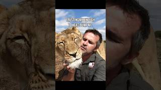 LION/Human Unique Bond Over 23 Years! #cat #wildlife #shorts