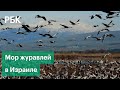 Тысячи журавлей погибли в Израиле от инфекции: видео из закрытого заповедника «Хула»