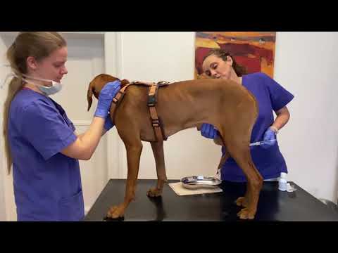 Video: Wie man die infizierte Falte einer Bulldogge behandelt