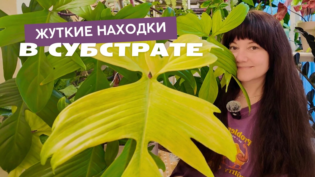 Филодендрон Florida Ghost /Флорида Гост/ - я хотела просто пресадить его, нооо все пошло не по плану