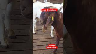 Young Kalahari Buck looking healthy 👌 #shortsfeed #farming #goat