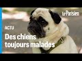 Bouledogues carlins teckelsattention  la mode des chiens hypertypes programms pour souffrir