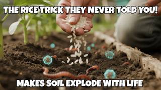 Download Lagu This Secret Rice Trick Multiplies Worms Fast and Feeds Soil Microbes MP3 Download Lagu This Secret Rice Trick Multiplies Worms Fast and Feeds Soil Microbes MP3