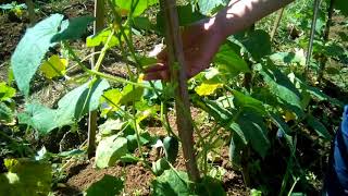Selfing method in plant breeding