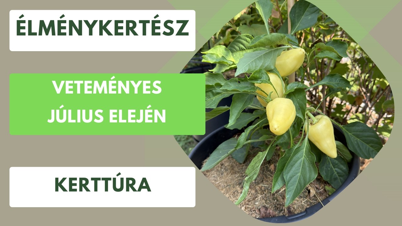 Veteményes túra július elején🫑🍅🥒