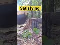 Satisfying stump grinding large pine tree￼￼