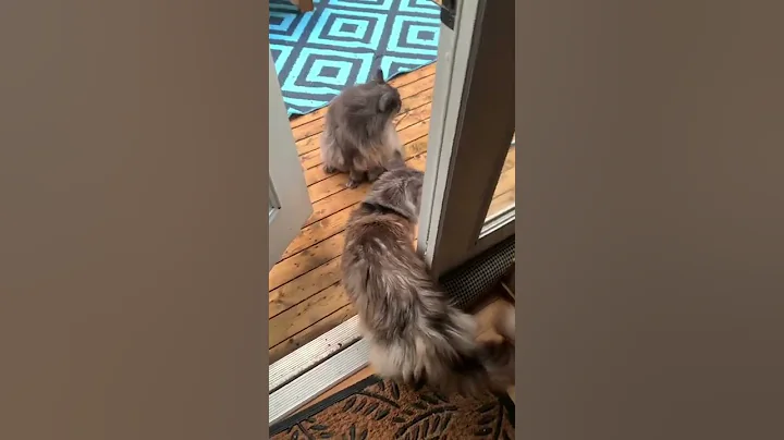 Watch the video about Three Adorable Maine Coon Cats | Curious Kitties on the Catio | #shorts