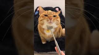 I Think My Cat Is Broken  funnycats