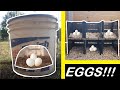 |DIY|How to build 2 types of nesting boxes, super easy and super cheap!