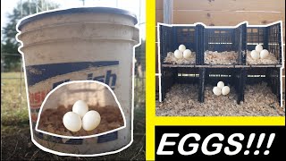 |DIY|How to build 2 types of nesting boxes, super easy and super cheap!