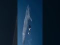 Largest animal on planet #shortvideo #bluewhales