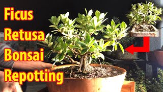 Ficus Retusa Bonsai Repotting