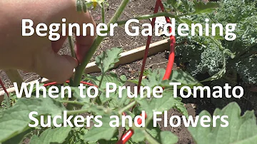 Jak vysoké by měly být rostliny rajčat před květem?