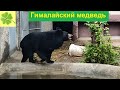 Московский зоопарк 2023. Гималайский медведь