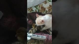 Mother Cat Nurtures Kittens and Ducklings Together