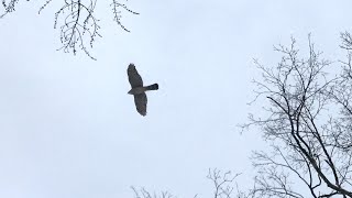 Cooper's Hawk Hunting Sparrows In Our Neighborhood