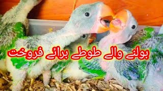 Raw Parrot Chick Available For Sale In Pakistan | Raw Parrot | by Malik Hunter 149 views 3 weeks ago 8 minutes, 21 seconds