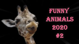 Funny animals 2020 №2| СМЕШНЫЕ ЖИВОТНЫЕ 2020 😺🐶 Приколы с животными!