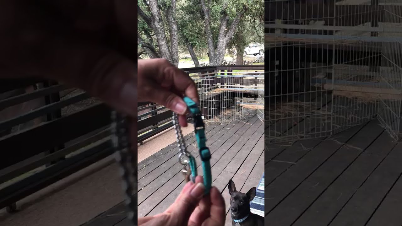 How to fit a martingale collar YouTube