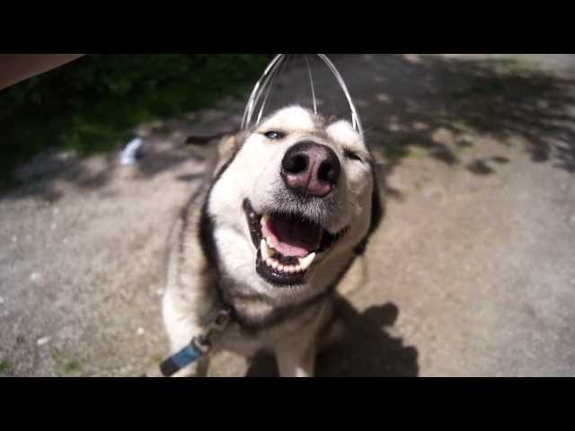 Silver and head massager