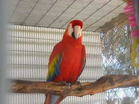 diablo 3 season 17 Forever Wild Exotic Animal Sanctuary- Sophie