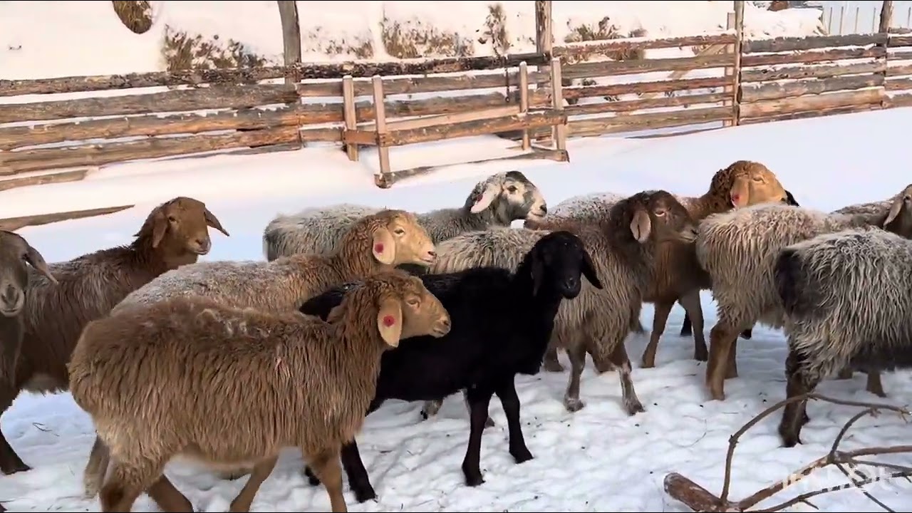 5/02/2026 год гиссары в Кургане 