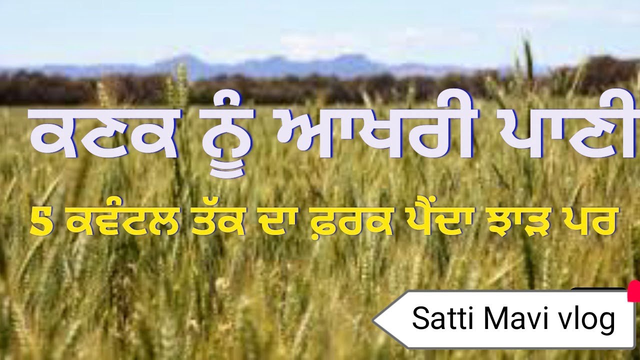ਕਣਕ ਨੂੰ ਆਖਰੀ ਪਾਣੀ ਕਦ #wheat #dbw187 #watermanagement