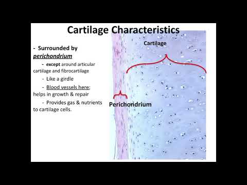 Lecture 6.1 Cartilage tissue