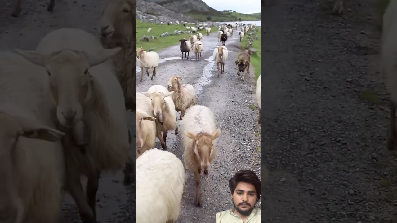 Sheep lovers like krain 