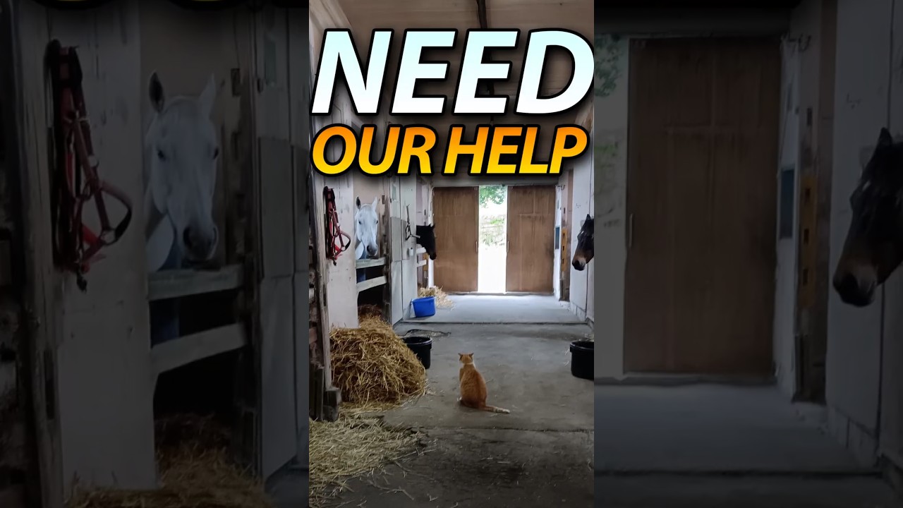 The Horses Need Our Help 🐴
