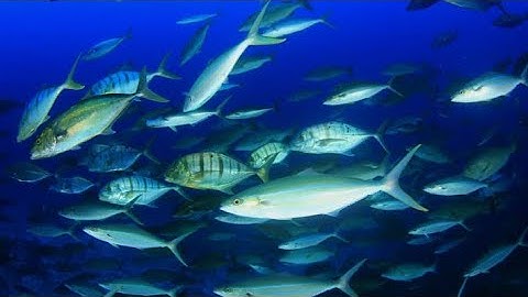 A fish that forgets everything in 3 seconds