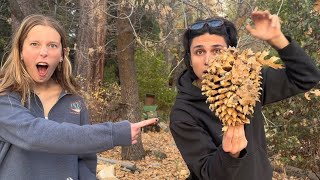 Snow Vlog #3: Idlywild & Santa Monica / Dog Vlog