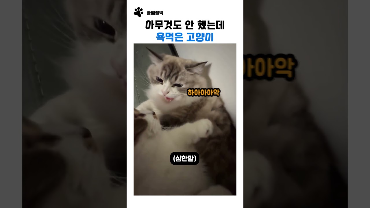 아무것도 안 했는데 욕먹은 고양이