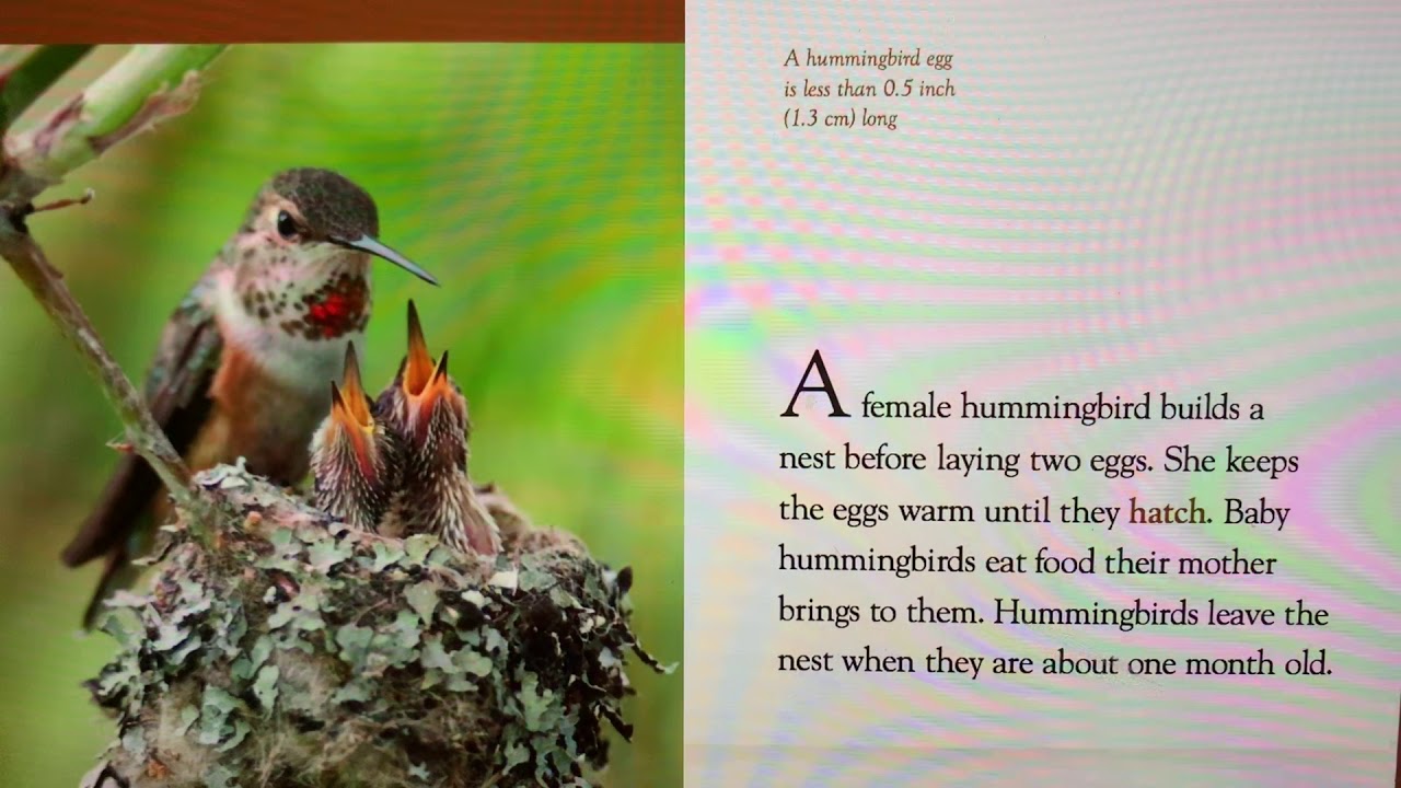 Amazing AnimalsHummingbirds By Kate Riggs YouTube