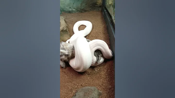 GIANT WHITE SNAKE EATING!!! #SHORTS | BRIAN BARCZYK - DayDayNews