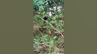 Download lagu Cara memikat burung beo