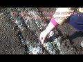 Как посеять морковь, чтобы получить урожай в мае. How to sow carrots to get the harvest in may