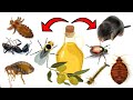 The Pest Control Secret: Olive Oil&#39;s Surprising Power - Ear mites, Lice, Bedbugs, Leaf Miner, etc