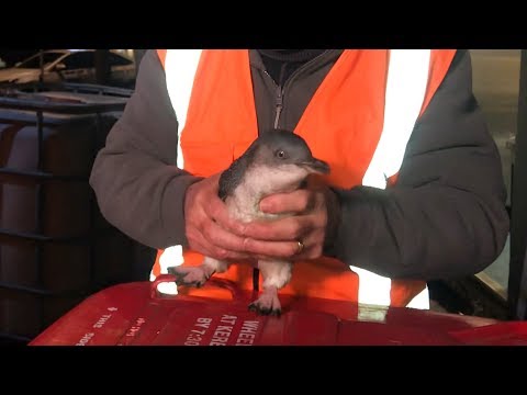 Penguins relocated from central Wellington sushi bar