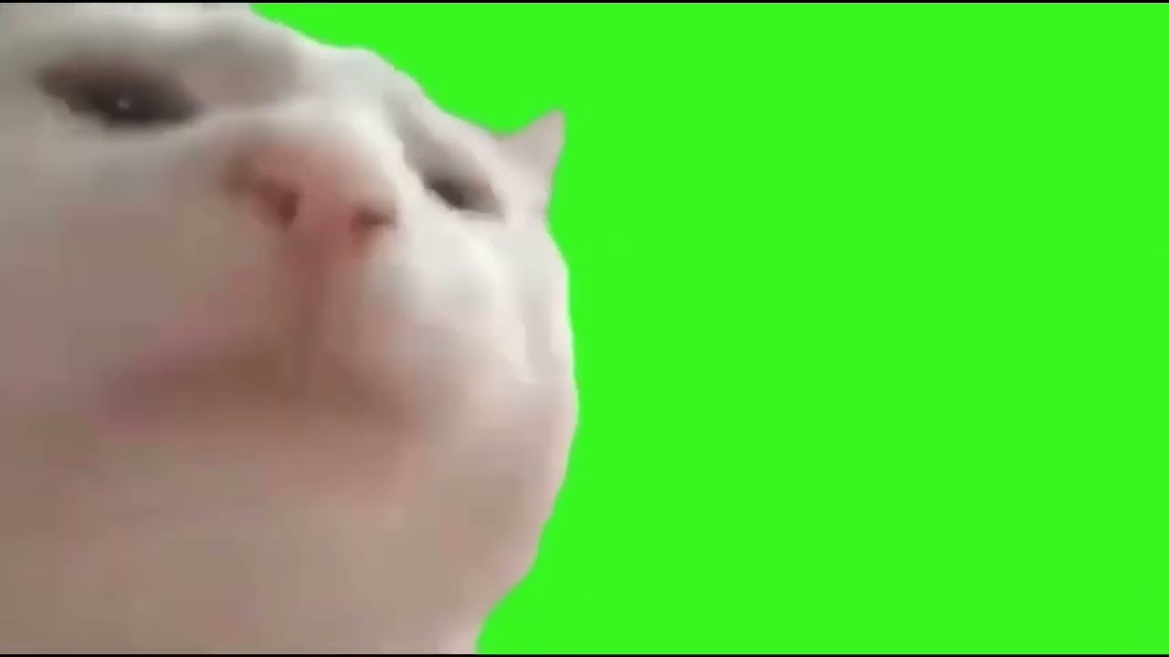 Con Mèo Nhảy Theo Nhạc Phông Xanh Cat Jamming To Music Green Screen YouTube